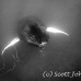 whale_humpback_h_00210_dom3610bw.jpg